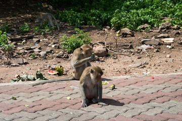 Monkeys eat fruit on sidewalks