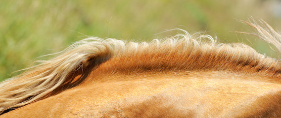 Mane of the horse