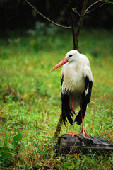 Adult stork in its habitat