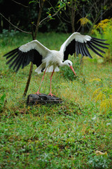 Adult stork in its habitat