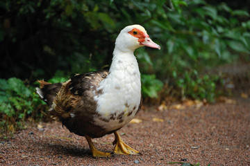 Ducks grazing in a meadow