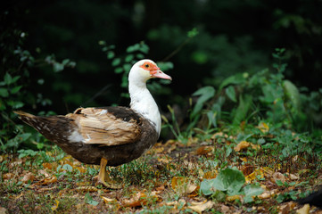 Ducks grazing in a meadow