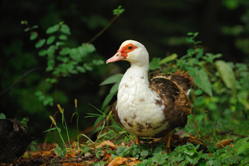 Ducks grazing in a meadow