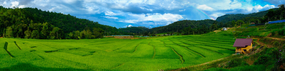 Fototapeta na wymiar beautiful landscape view of rice terraces in Thailand