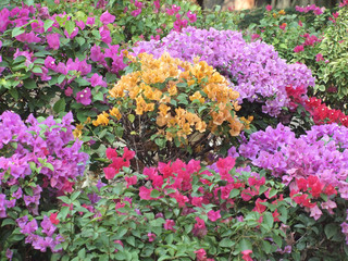 bougainvillea flower