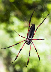 Palm spider