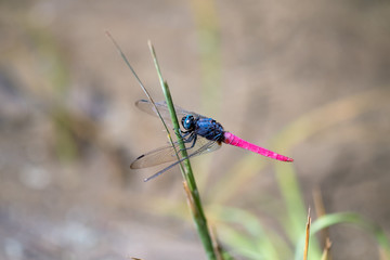 Red Dragonfly