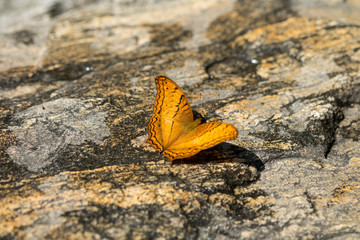 Butterfly on stone