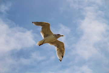 Close-up of a gull in flight at the Baltic sea on blue sky