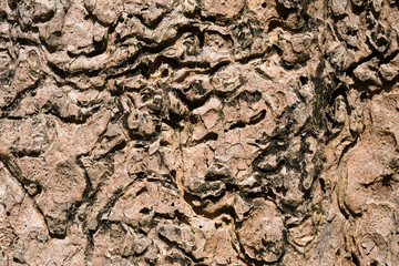 wood grain