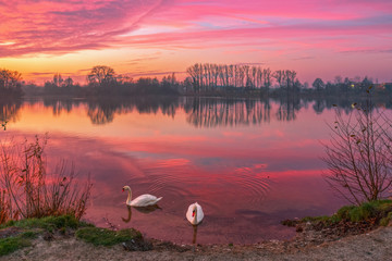 Naklejka premium Tanz der Schwäne / Sonnenaufgang über dem Thielenburger See in Dannenberg (Wendland, Niedersachsen). Aufgenommen am 8.12.2015. HDR aus fünf Belichtungen.