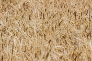 Ripen wheat field