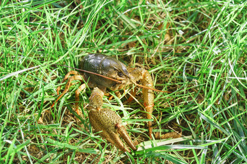 Shirokopalyj crayfish (lat. Astacus astacus) is a species of decapod crustacean of the infraorder Astacidea - in the grass.