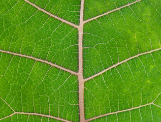 Bright green leaf