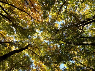 Yellow colorful leaves on deciduous trees in deciduous forest in wild nature during autumn