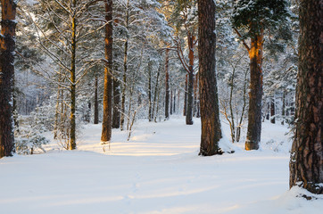 Cold day in the  winter forest