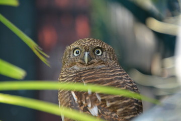 Owls are looking foreground and background blur./ Focus on birds