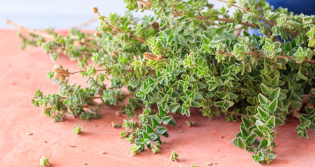 Oregano bunch on red background