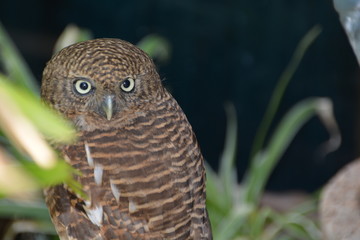 Owls are looking foreground and background blur./ Focus on birds