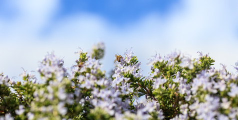 Bee on rosemary flowers