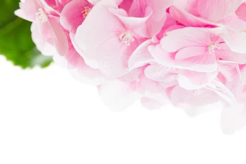Crédence de cuisine en verre imprimé Hortensia Bloosom hortensia - fleur rose et feuille verte sur fond blanc. Fond floral. Isolé.