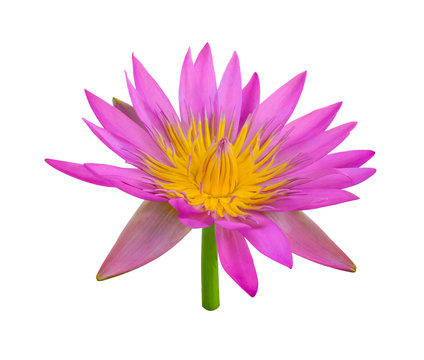Lotus flower,Pink water lily isolated on white background.