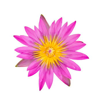 Lotus flower, Pink water lily isolated on white background.