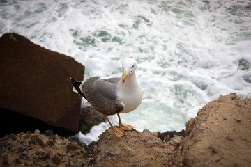 Gull of Cadiz, Spain