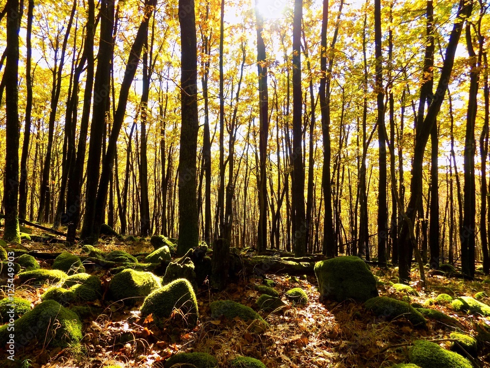 Wall mural Yellow colorful leaves on deciduous trees in deciduous forest in wild nature during autumn