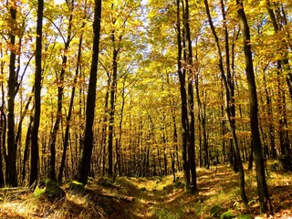 Fototapeta na wymiar Yellow colorful leaves on deciduous trees in deciduous forest in wild nature during autumn