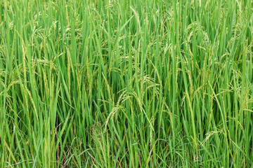 Close up of Raw rice in rice field texture, nature green background