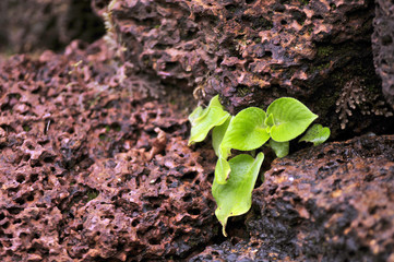 macro close up newborn green leaves in the  brick