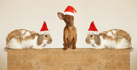 Cute friends puppy and rabbits  in Santa hat