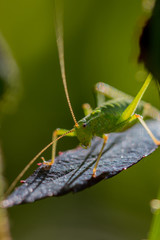 Sauterelle cymbalière ou sauterelle verte sur Rosier 
