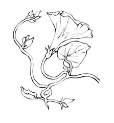 Pink Morning Glory (Field Bindweed, Convolvulus arvensis) flowers. Hand drawn black and white illustration on white background.