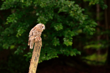Eurasian Tawny Owl (Strix aluco) near forest in czech nature