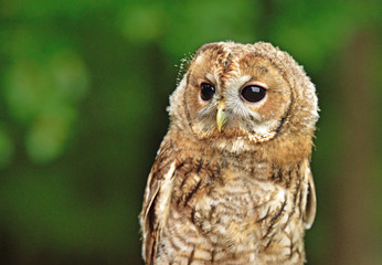 Eurasian Tawny Owl (Strix aluco) near forest in czech nature