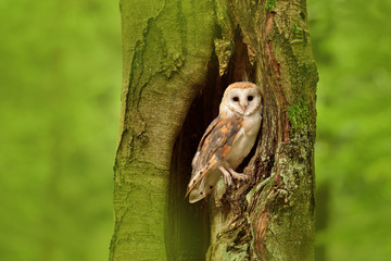 Barn owl (Tyto alba) in the tree cavity