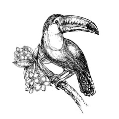 hand drawn sketch illustration toucan © Lucky Project