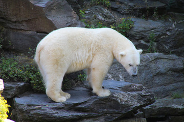 Polar Bear