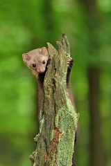 Stone marten on the stump in czech forest