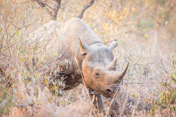 Black rhino in the bush.