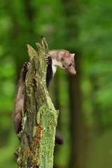 Stone marten on the stump in czech forest