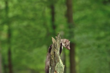 Stone marten on the stump in czech forest