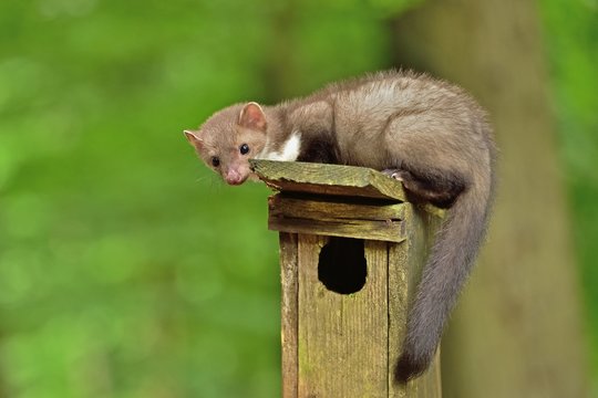 Stone marten on the stump in czech forest