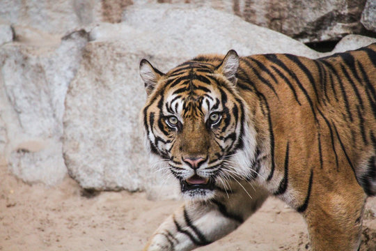 A portrait of a beautiful tiger