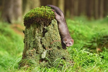 Stone marten on the stump in czech forest