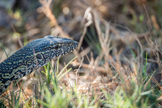 Side profile of a Water monitor.