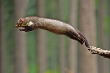 Jumping Stone Marten on the stump in czech forest