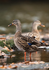 Fototapeta premium Mallard, Duck, Ducks, Anas platyrhynchos